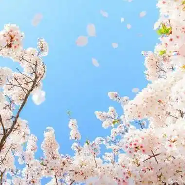 会带来好运的微信头像好运连连微信头像图片