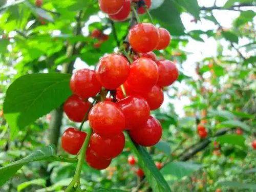 叙州区这个地方1000亩樱桃上市了 -- 四川新闻-四川新闻网