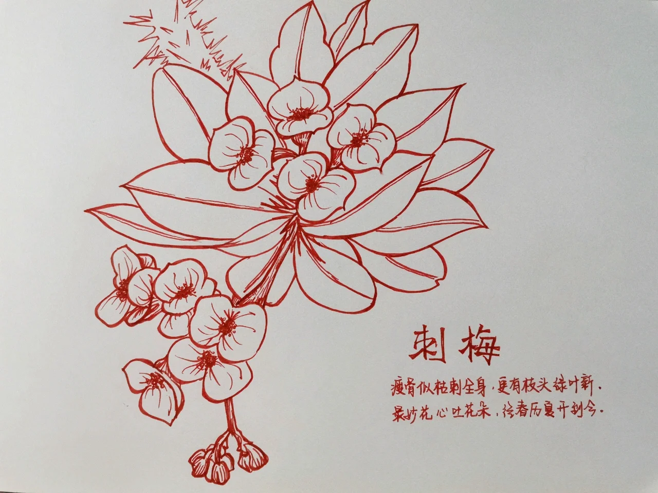 花朵手绘——刺梅