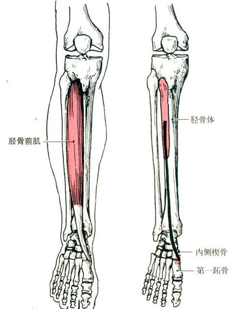 胫骨前肌拉伸锻炼方法