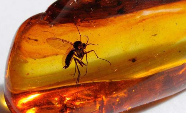 琥珀里的昆虫能万年不腐,古人为何不用琥珀,来保存尸体呢?