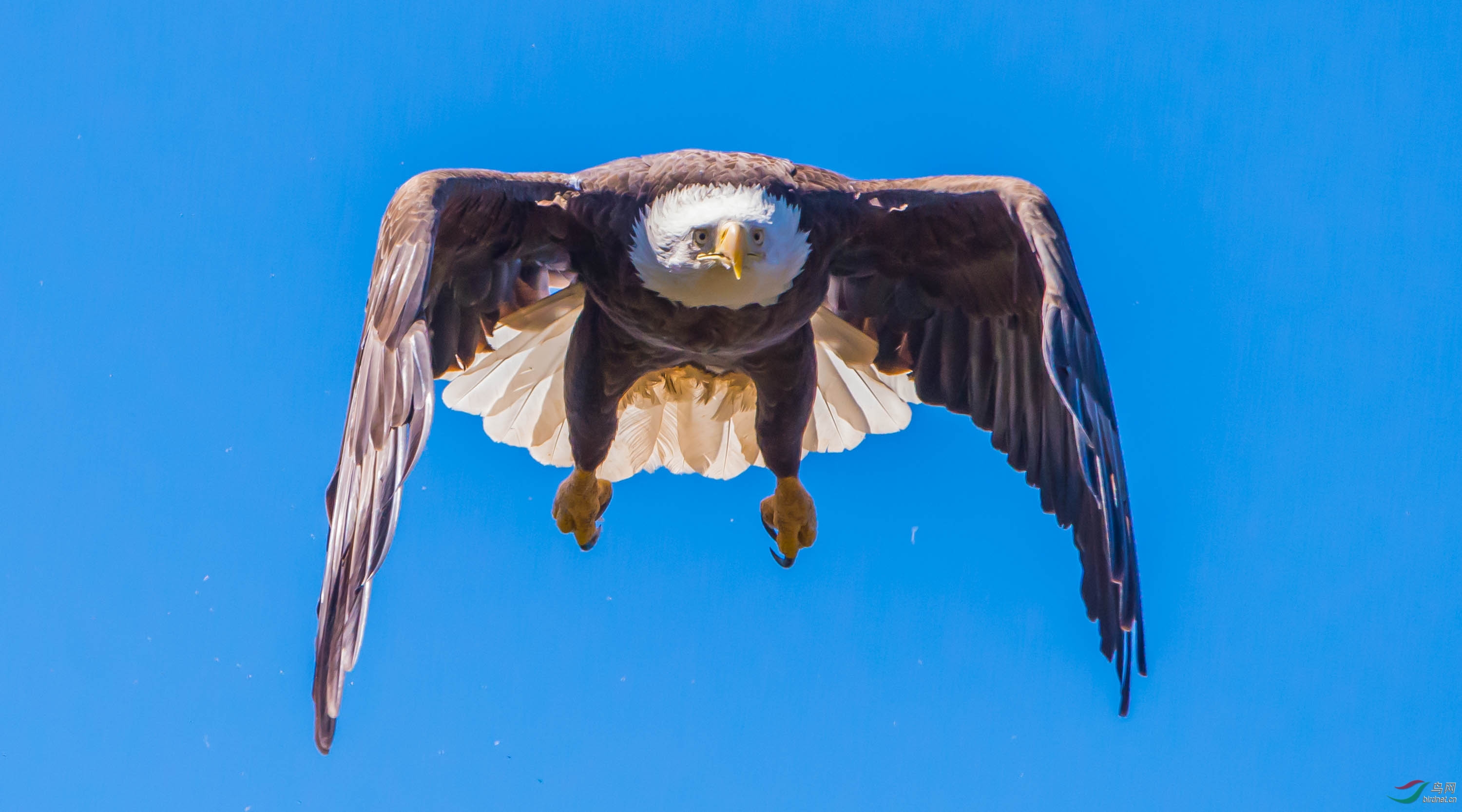 再发美国国鸟白头海雕