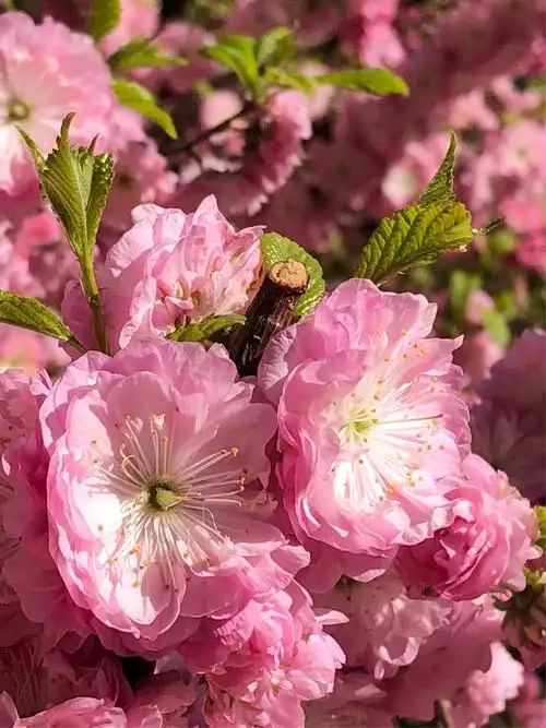 重瓣榆叶梅 - 美篇