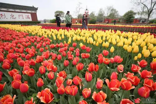郁金香花海如潮