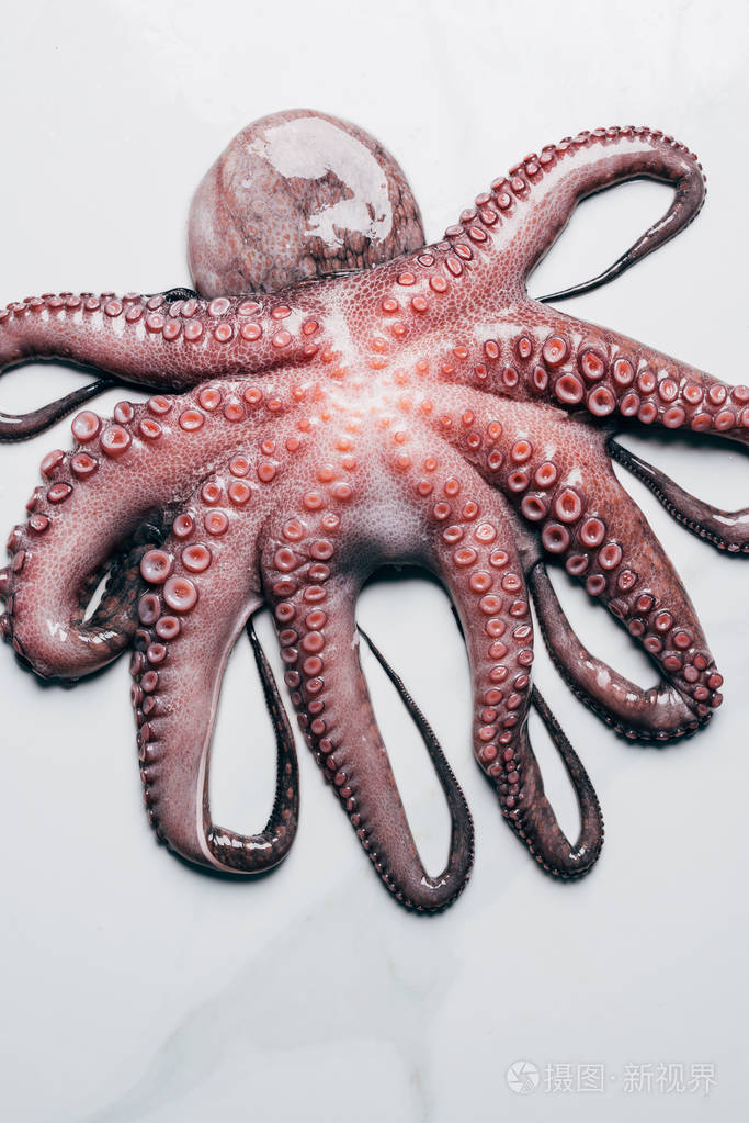 轻大理石表面大章鱼的顶部视图