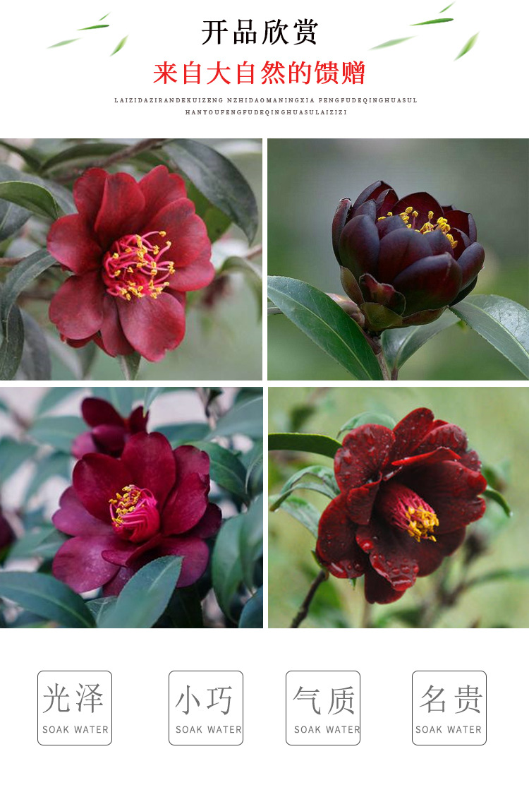 批发黑骑士茶花树苗茶梅丝绸质感袖珍带花苞花色紫黑红品种卉盆栽