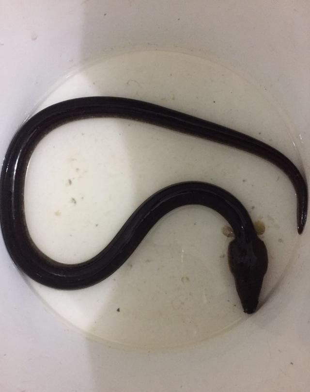 换水后的土龙土龙吹泡泡土龙在睡觉石滑,鳗鱼的一种石滑 土龙 排骨