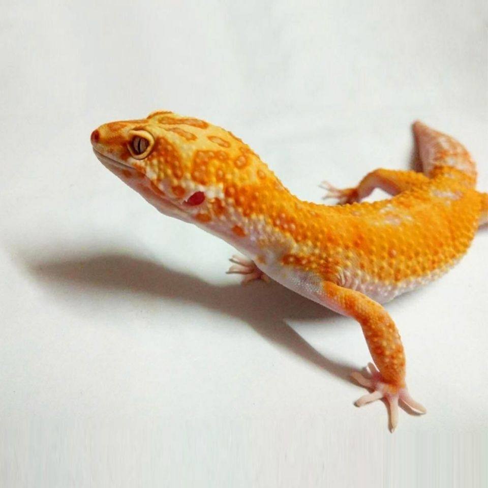 守宫豹纹活体新手入门蜥蜴温顺可爱无毒雪花高黄特色爬宠