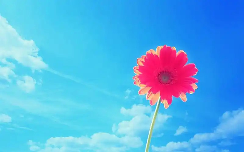 清新淡雅的非洲菊