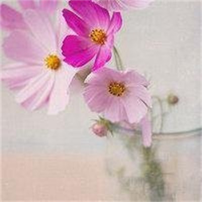 兰花图片头像唯美图片特别美丽的兰花头像图片大全微信