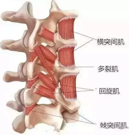 止于颈,胸椎棘突,横突,肋角和颞骨乳突.