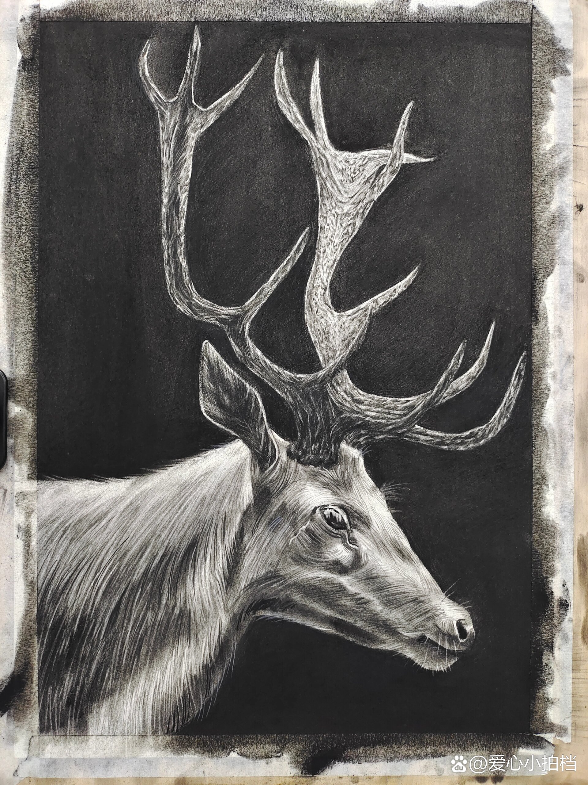 精细素描(麋鹿)