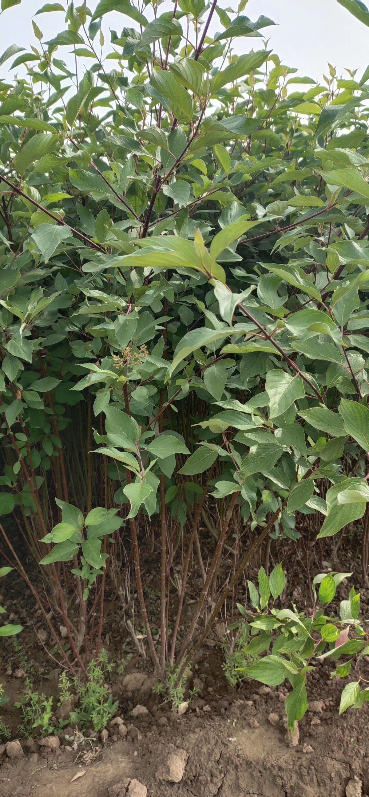 红瑞木,陕西红柳基地,营养钵红瑞木篱