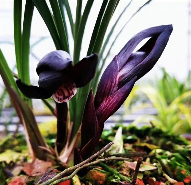 贵州兰花的代表,有人说它是春兰"红花之王",曾经26万一株