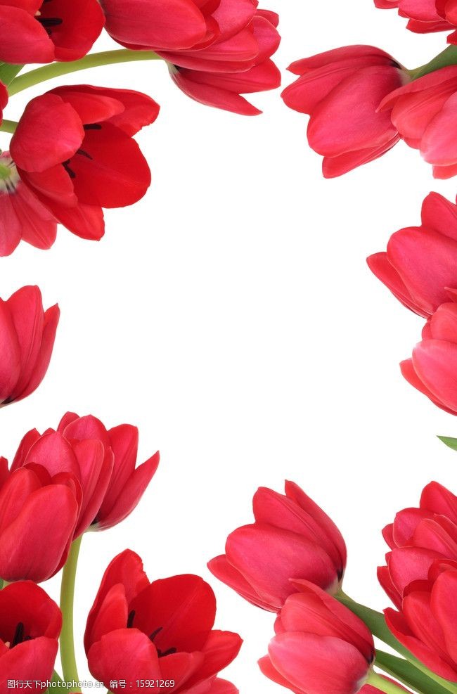 郁金香背景图片