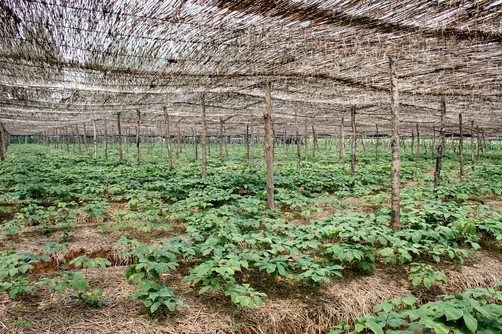 西洋参科普系列西洋参的前世今生二