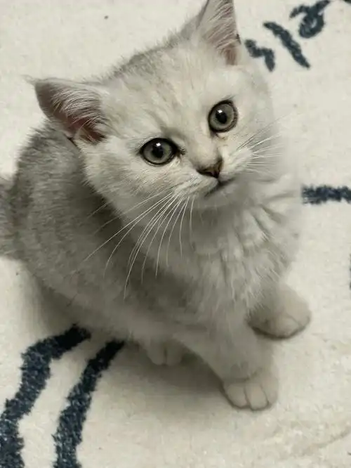 我家的银渐层猫咪最好看