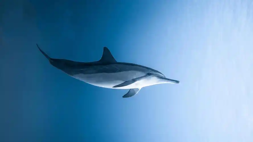 电脑桌面壁纸4k超清,4k超高清电脑桌面壁纸_电脑资讯_电脑配置网