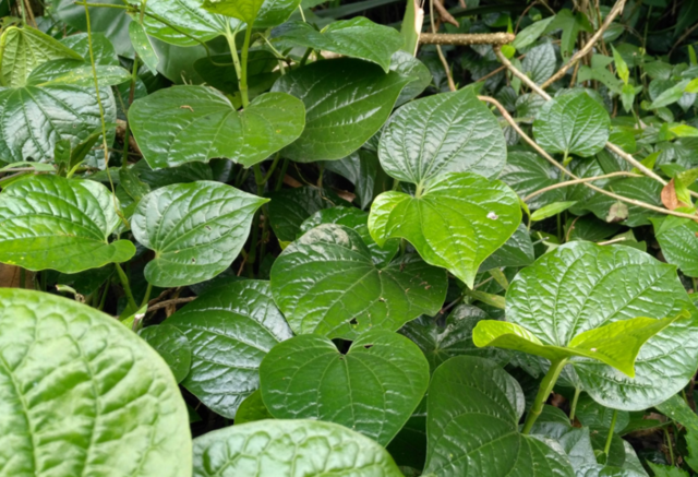 1/6 这种常见的野草,治疗跌打损伤有奇效!