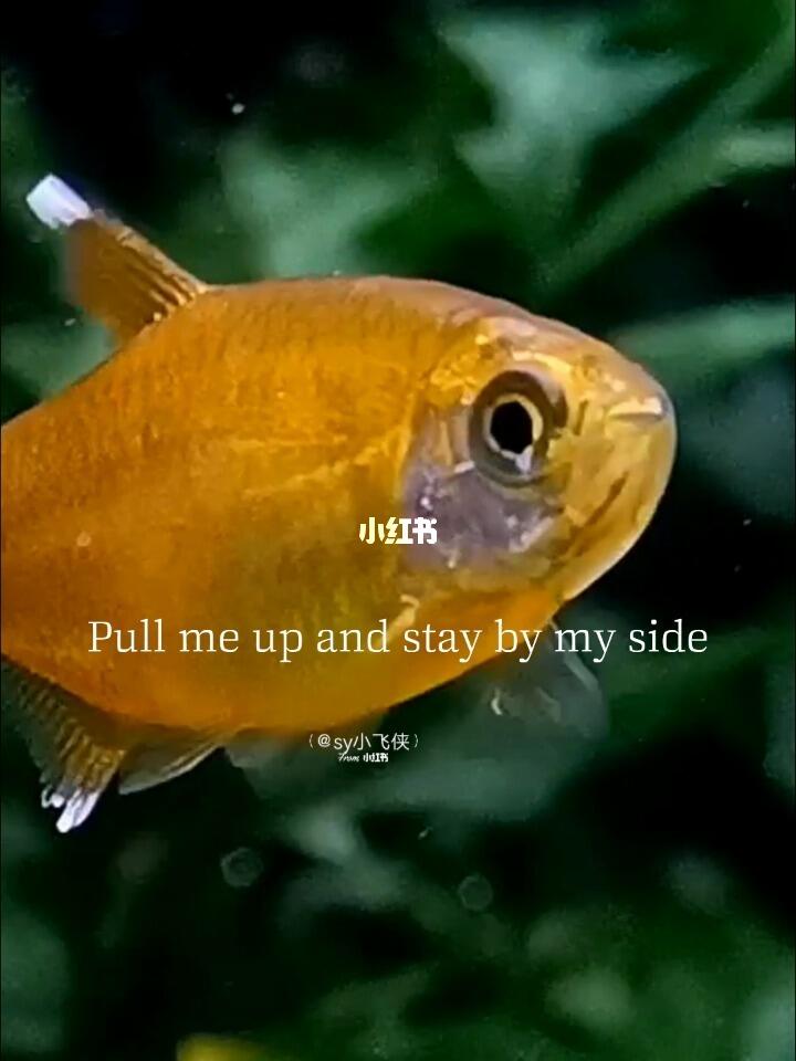 正式为满天星正名