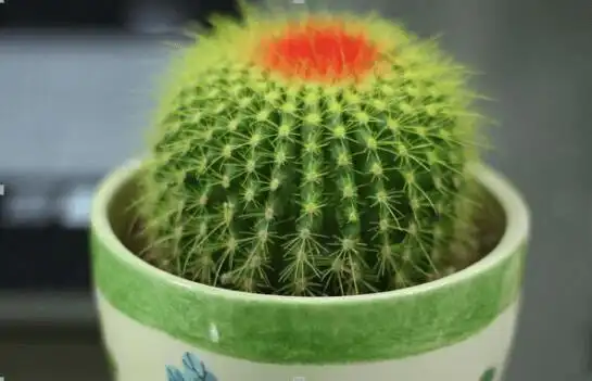 仙人球图片大全!仙人球高清大图! - 四季植物网