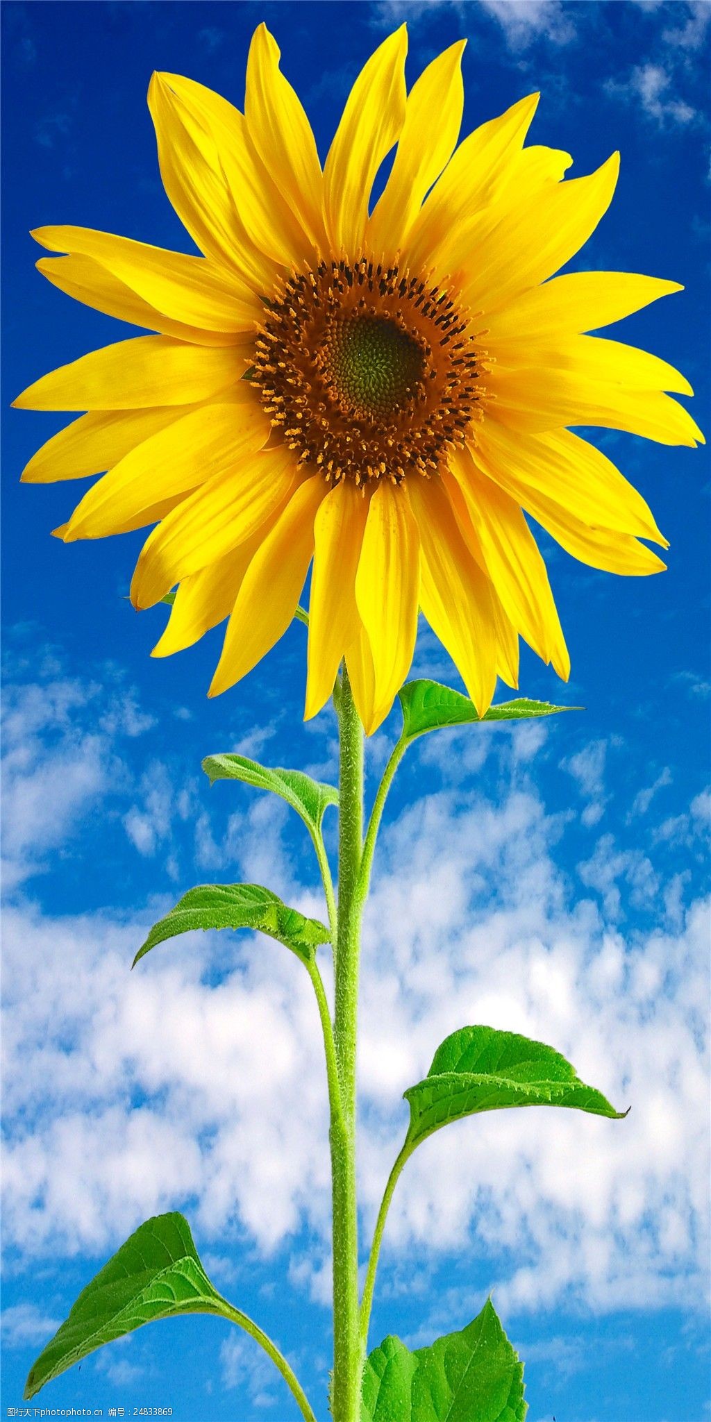 蓝天白云花朵装饰画