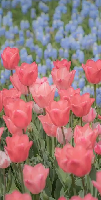 花朵图片唯美小清新【花朵图片ins风】