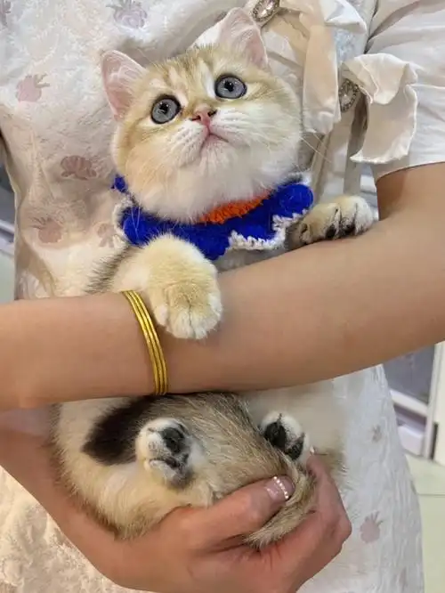 交配产生的银渐层基因突变而来的金豆豆～93继承了英短圆润的体型