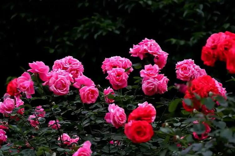 赞美月季花的句子简短形容月季花的优美短句