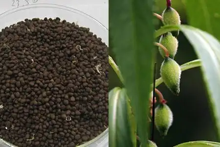 【图】凤仙花种子别放太久 注意三点小苗发芽更快