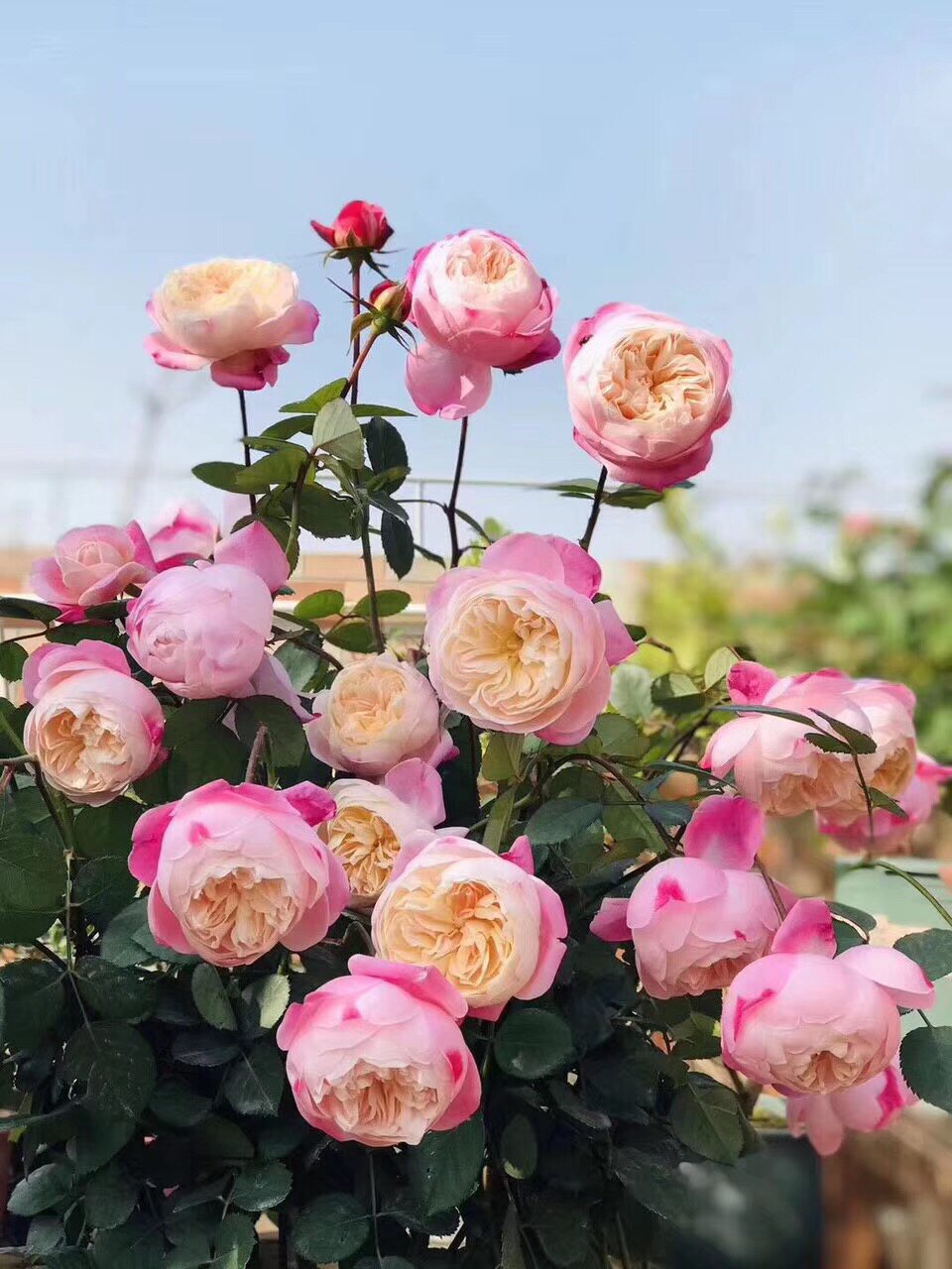 新品变色灌木切花和室月季多季勤花包子颜色多变迷幻盆栽植物小苗