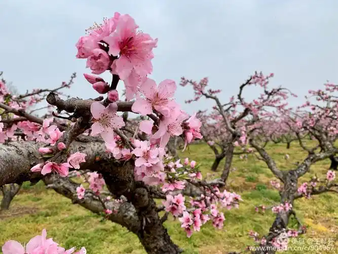 三月桃花开,送给我的朋友圈!美醉了!