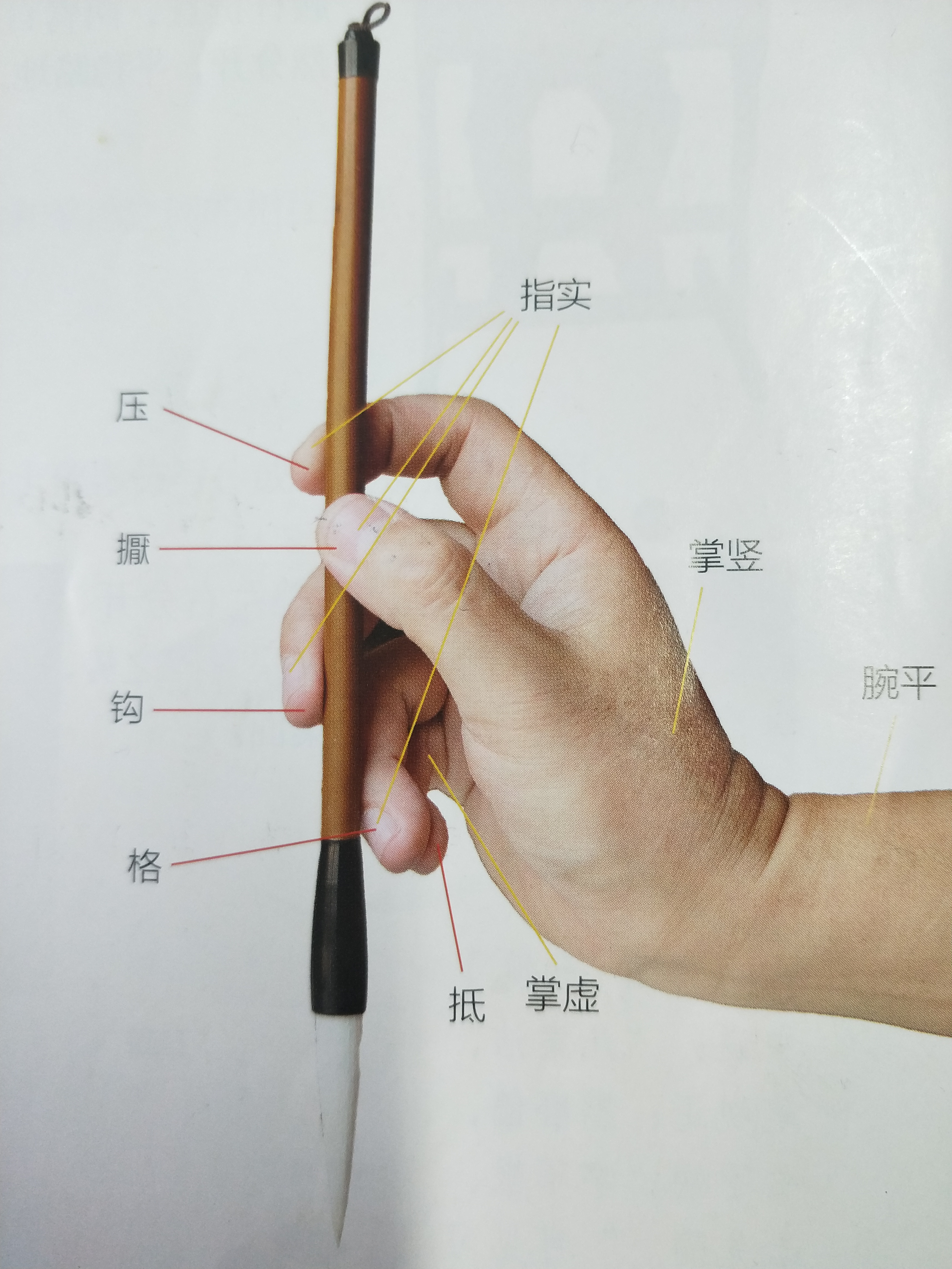 来,让我们用下面的步骤,一步一步,握好毛笔吧.