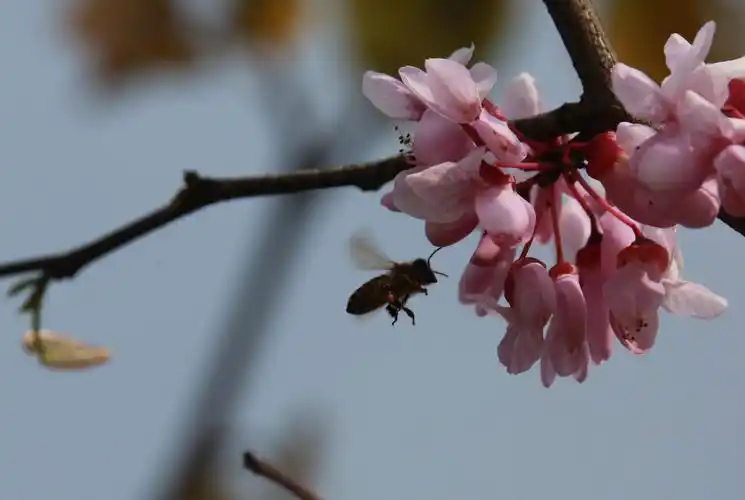 沐春园里的榉树花与蜜蜂