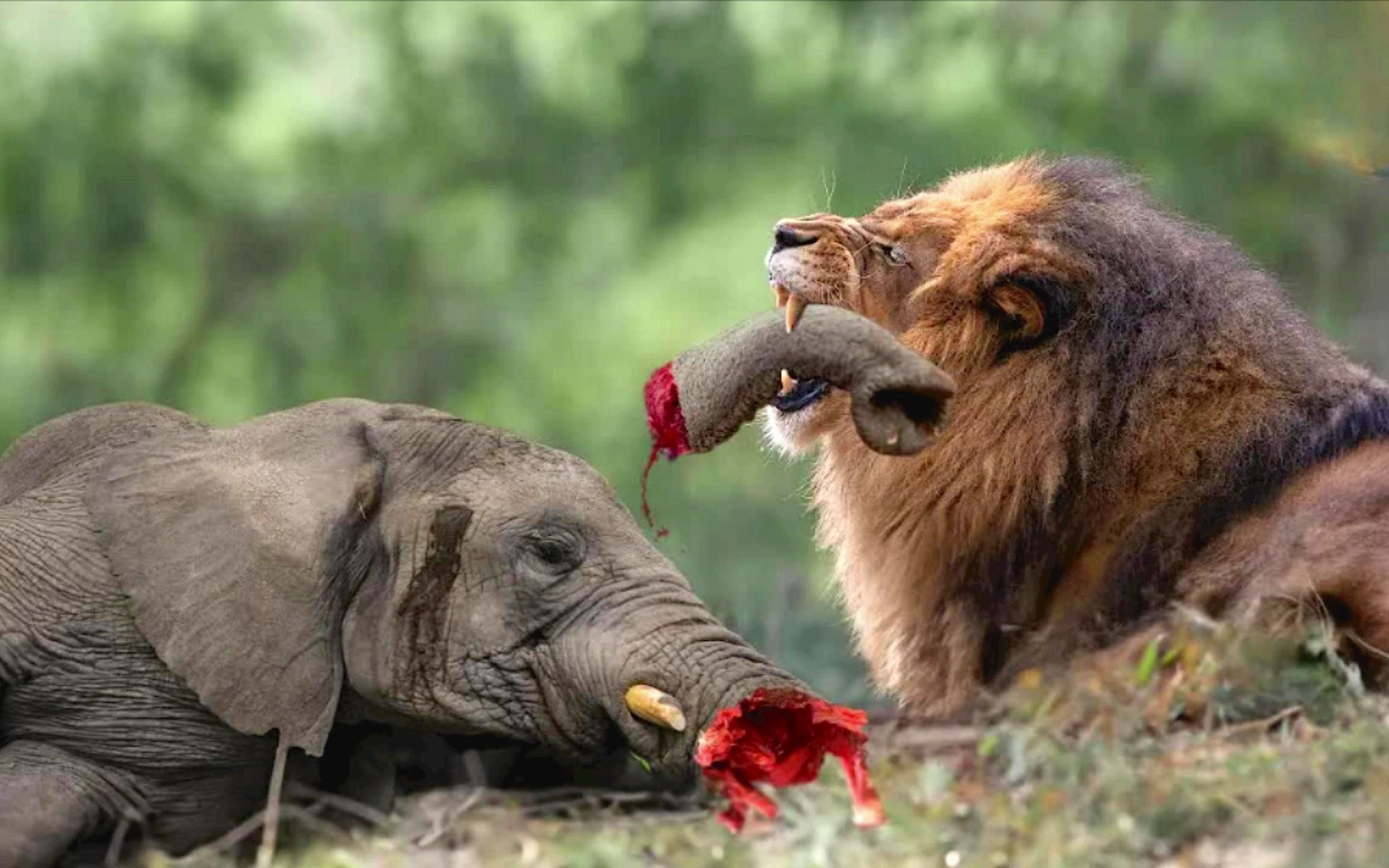 大象被狮子咬掉鼻子,并向狮子复仇踩死其幼崽,却惨遭狮群围攻.