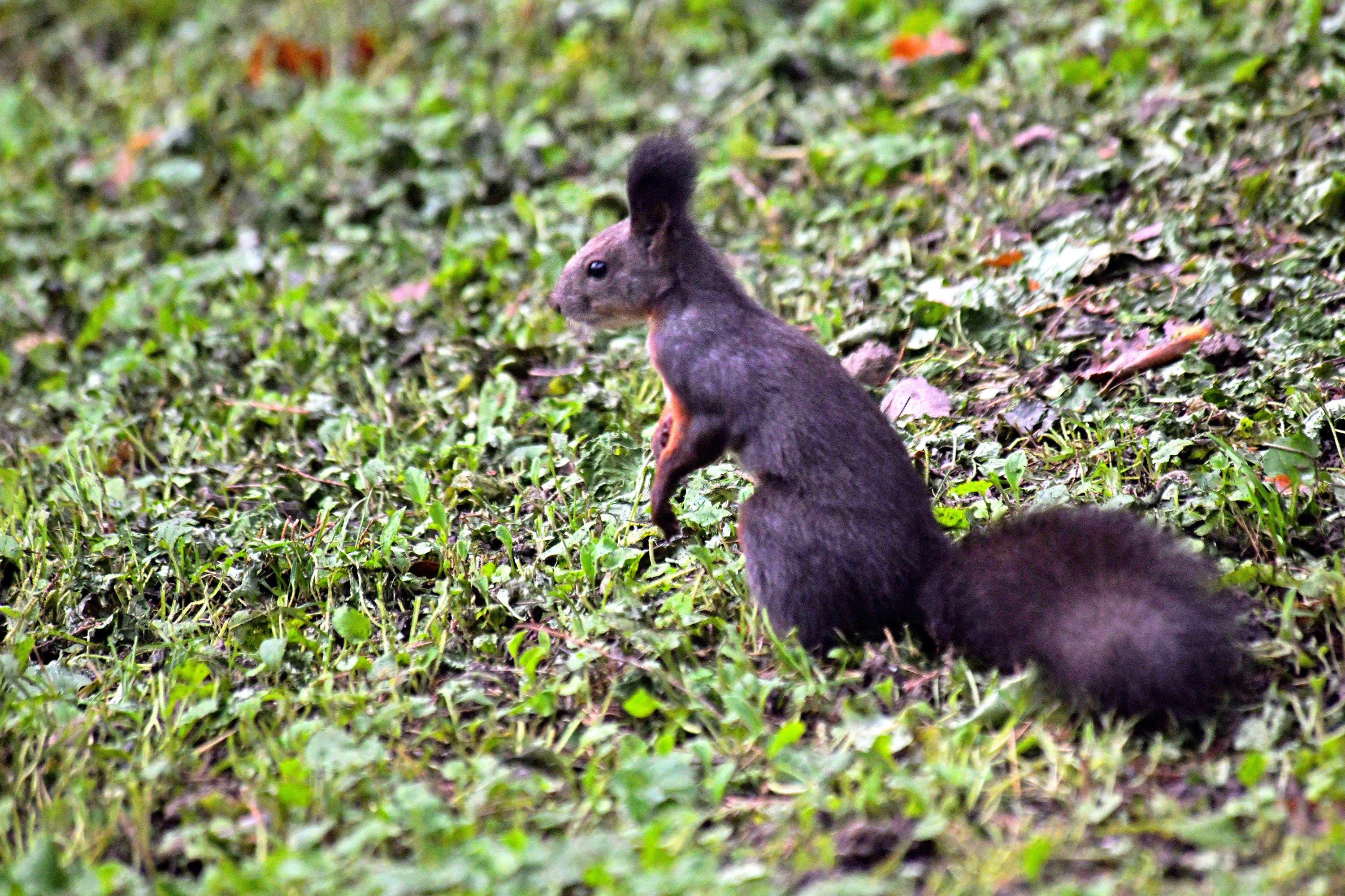 拖着毛茸茸长尾巴的小动物——松鼠_活动