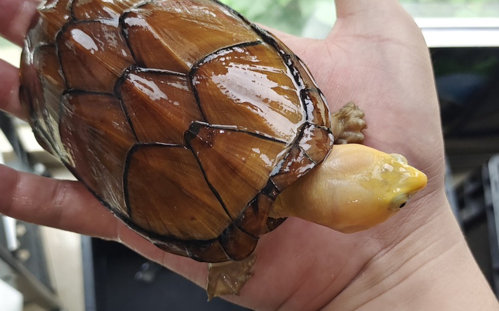 蝎泽泥龟唯一的缺点_哔哩哔哩_bilibili