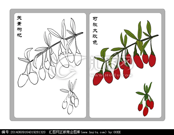 矢量素材 线描枸杞