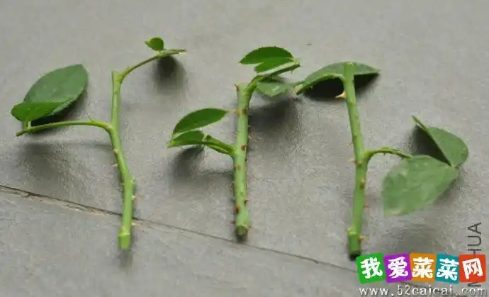 月季扦插方法(图解)