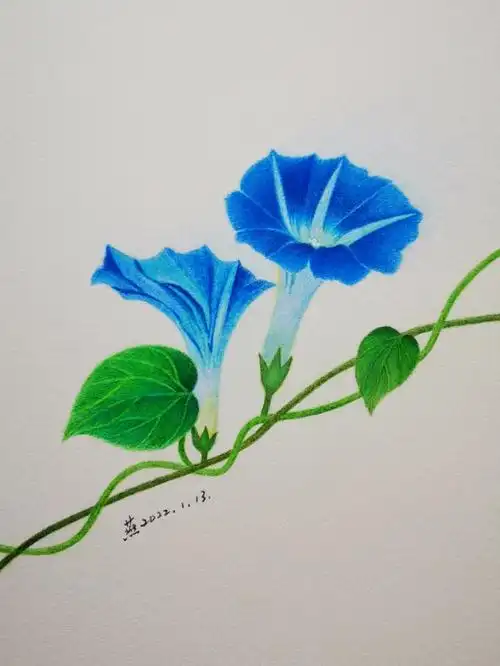 彩铅画62牵牛花