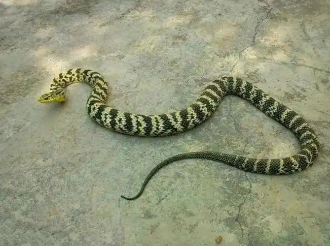 菜花蛇是保护动物吗图片,菜花蛇学名叫什么