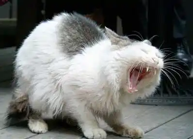 炸毛是什么意思