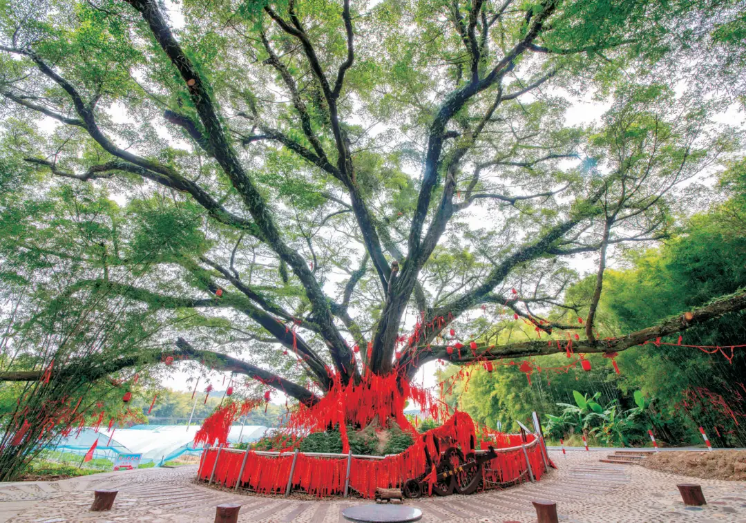 浈江区犁市镇黄竹村榕树王