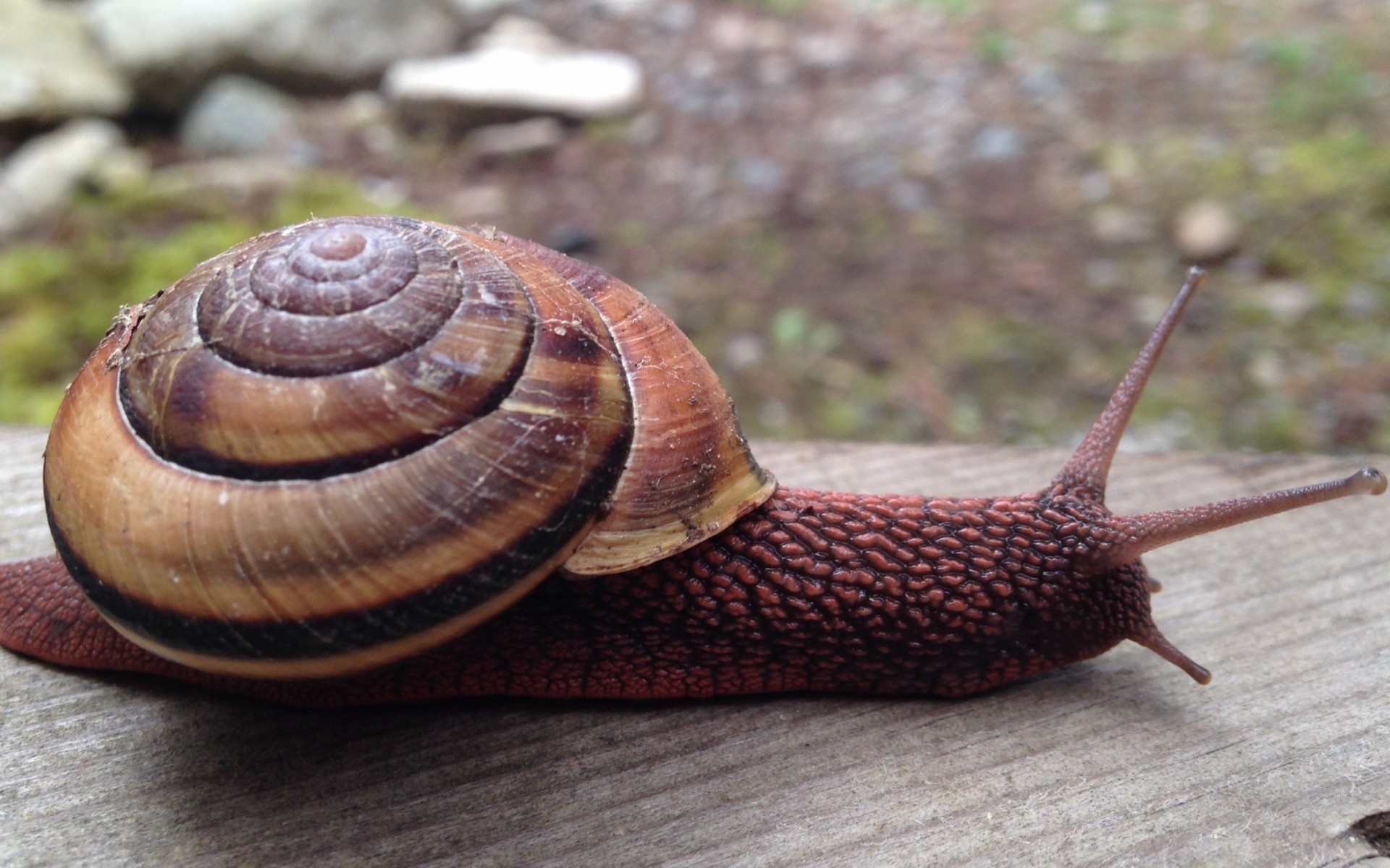 蜗牛微距摄影写真