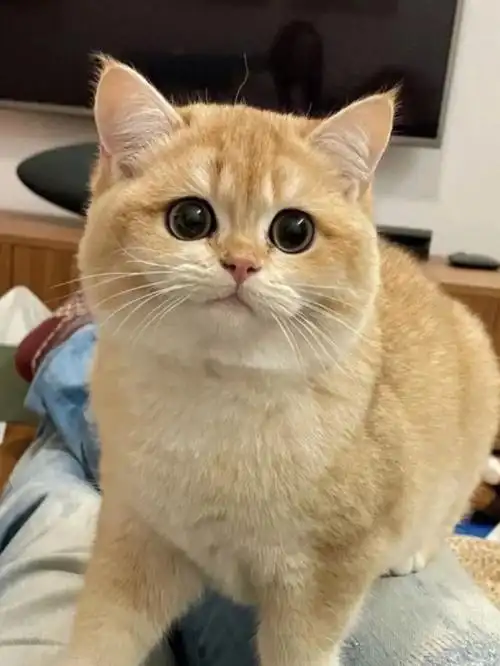 家里的小可爱也出落的越发有模有样了,大眼睛圆溜溜,姿势也可爱诱人