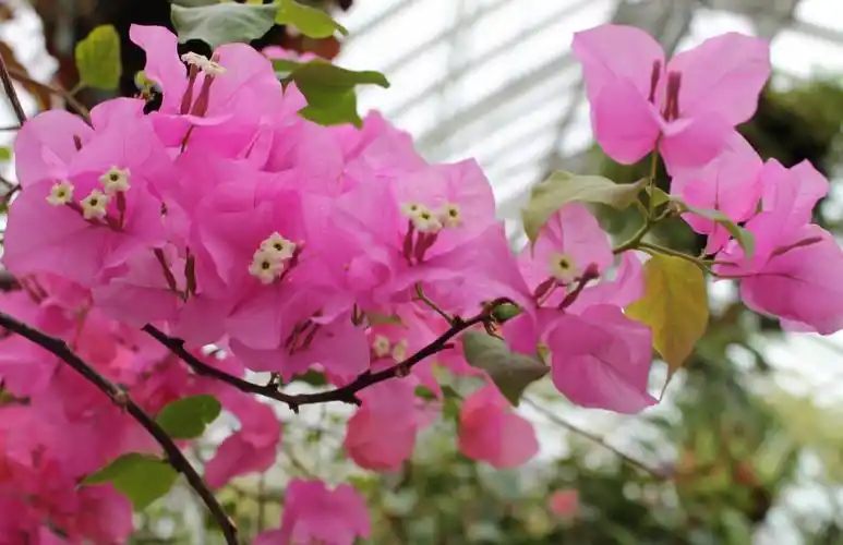 三角梅为非洲赞比亚国花;中国海南省省花;广东省深圳市,珠海市