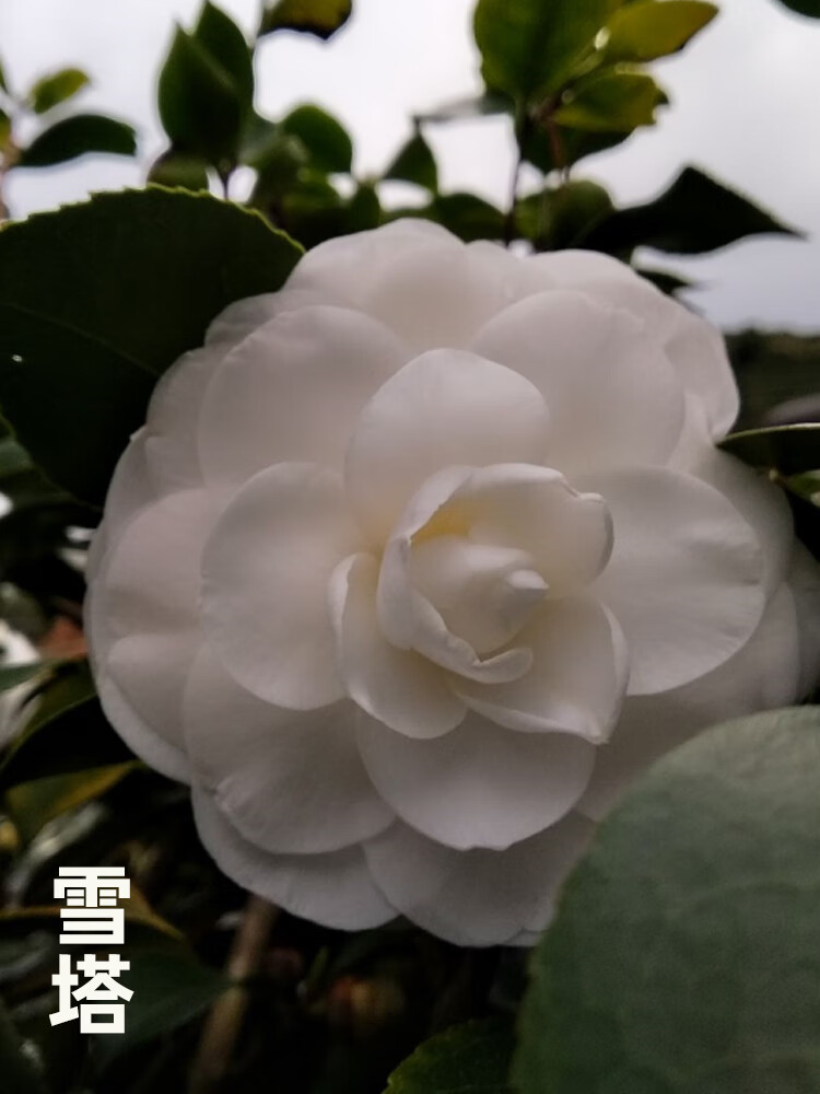 名贵白色系雪塔山茶花盆栽带花苞庭院阳台大小树苗永福建龙岩花卉盆栽