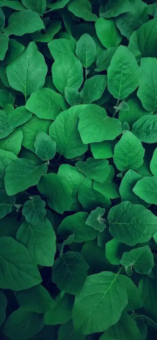 裘一张纯绿色护眼背景图