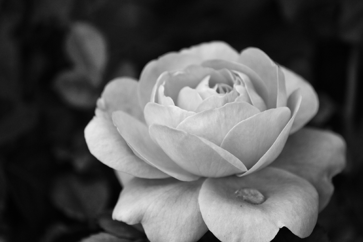 185/365 黑白#蔷薇之泪