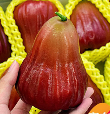 黑糖芭比莲雾黑金刚与巴掌莲雾杂交的新品种个头大